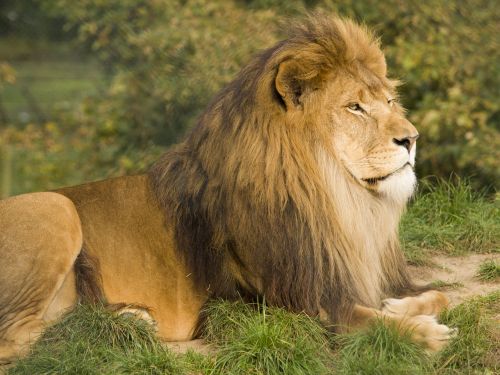wild lion king