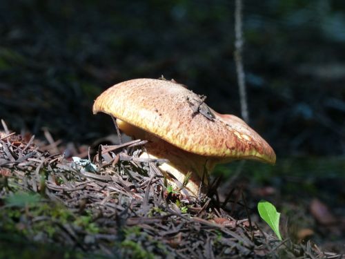 wild mushroom poisened