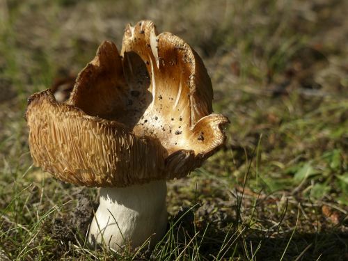 wild mushroom poisoned