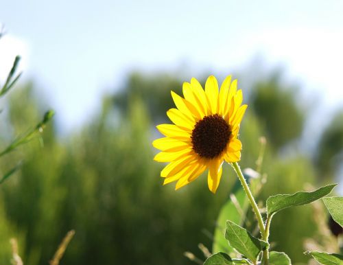 wild sunflower sunflowers