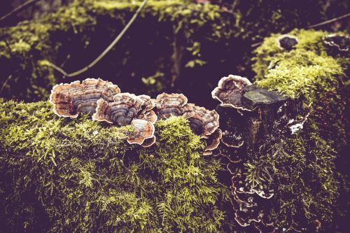 wild mushroom forest