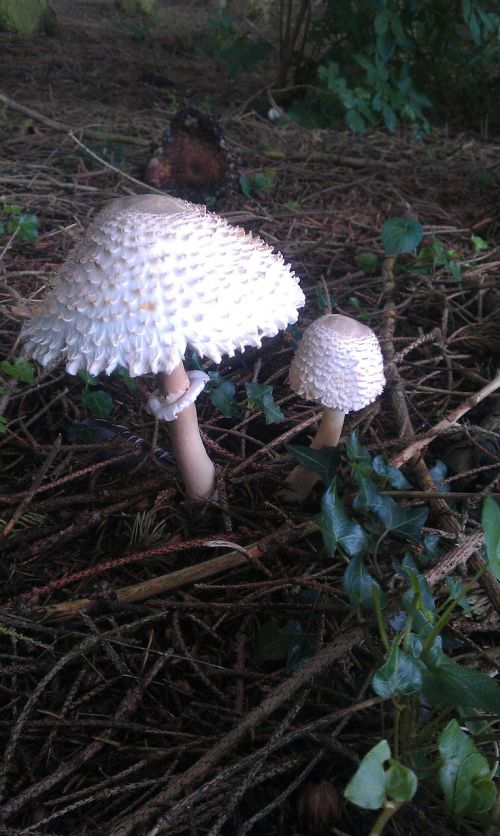 wild mushroom uk