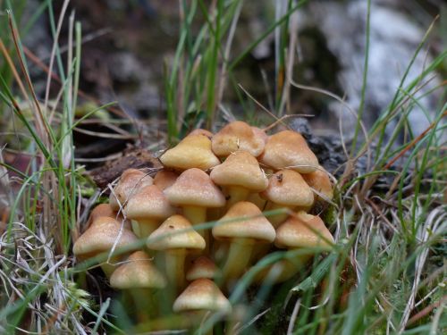 wild mushrooms poisoned