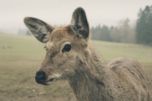 wild red deer nature