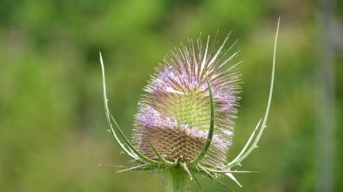 wild card wild plants