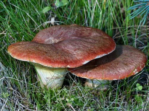 wild mushroom autumn