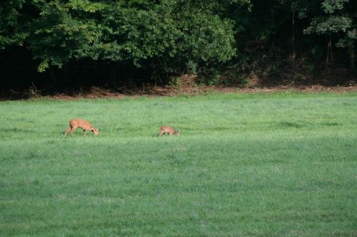 wild meadow roe deer