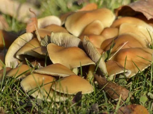 wild mushrooms cluster