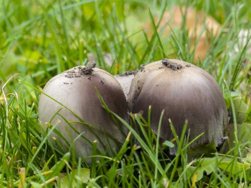 wild mushrooms cluster