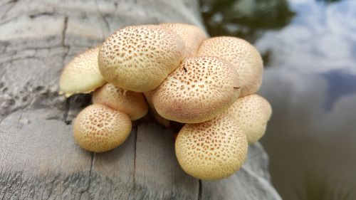 wild mushroom organic