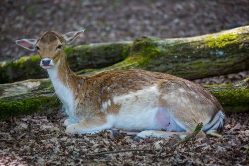 wild roe deer dybowskiwild