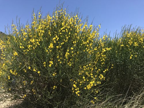 wild flower nature