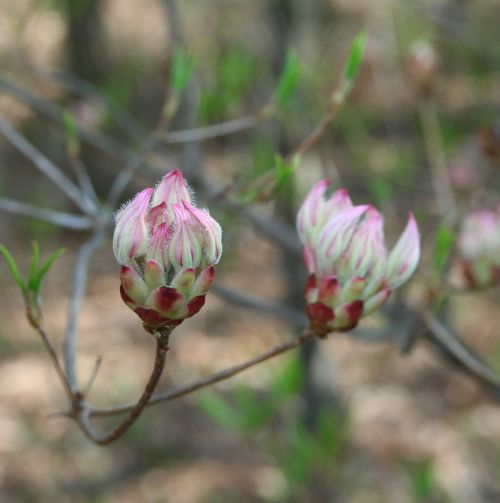 wild mountain laurel