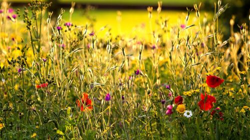 wild flower meadow