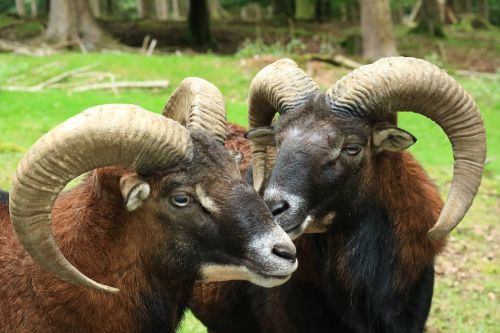 wild forest wildlife park