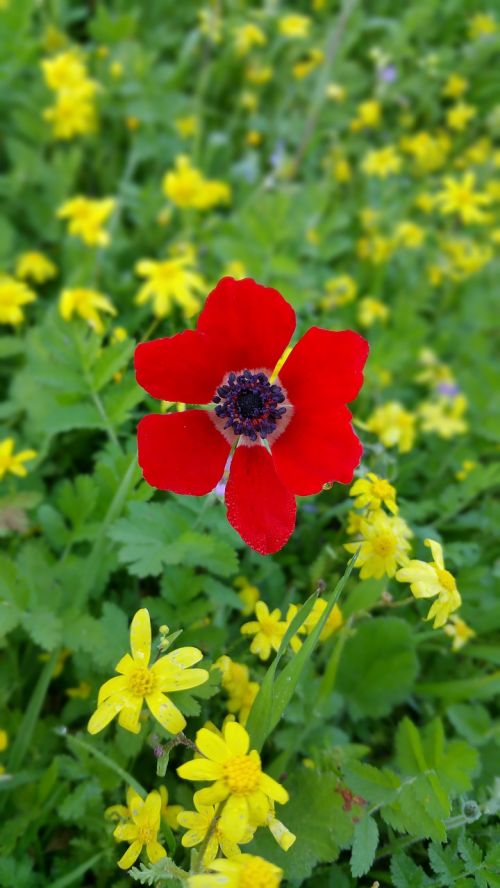 wild nature poppy flower