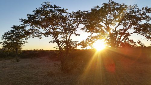 wild tree sun