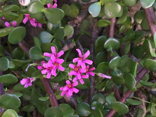 wild pink flowers