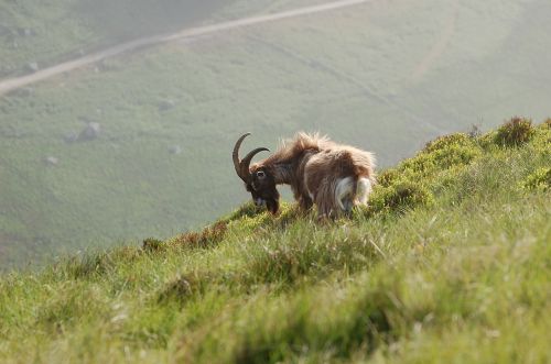 wild mountain goat