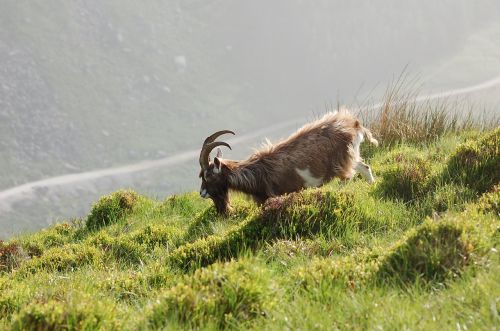 wild mountain goat