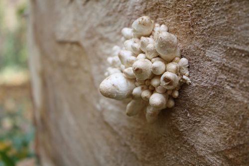 wild mushrooms stump