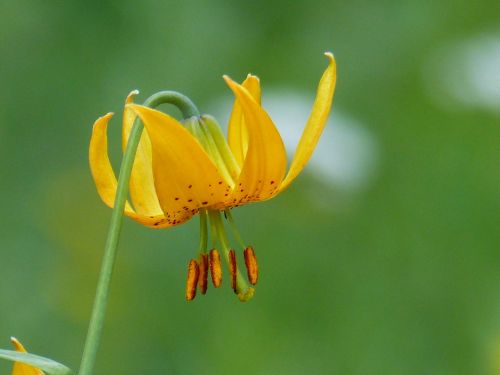 wild flower orchid