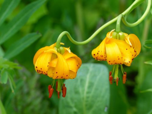 wild flower orchid