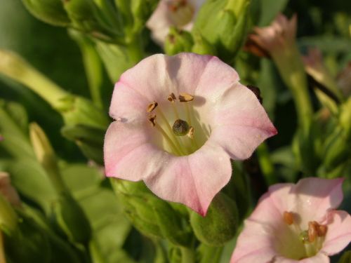 wild crops blossom