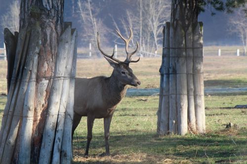 wild animal zoo