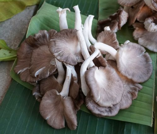 wild fungus mushroom