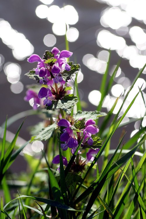 wild  flower  plant