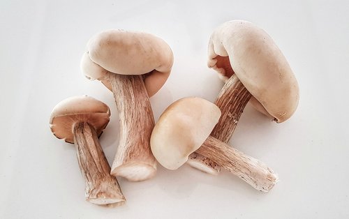 wild  fungus  mushroom