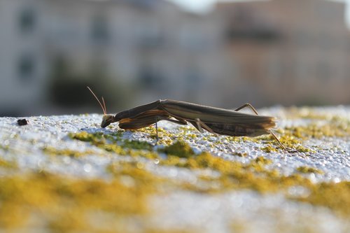 wild  nature  bug
