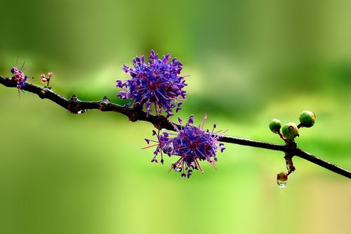 wild  colour  flower