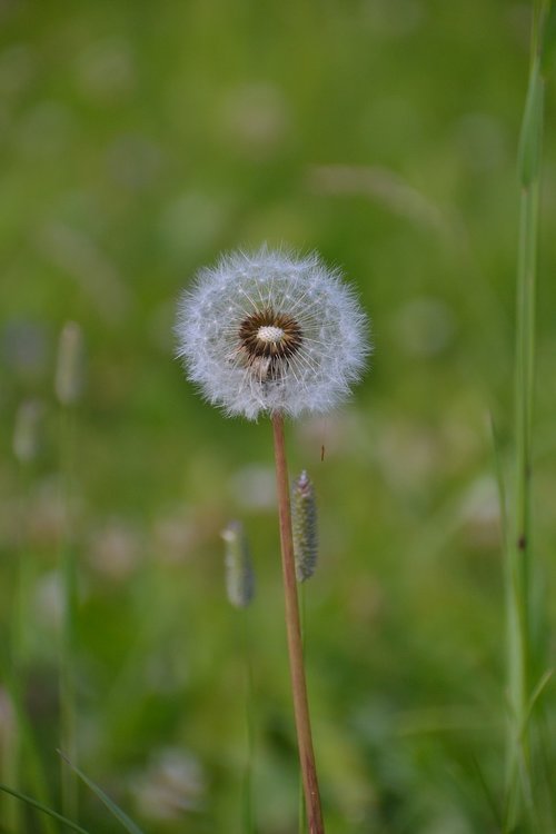 wild  flower  nature