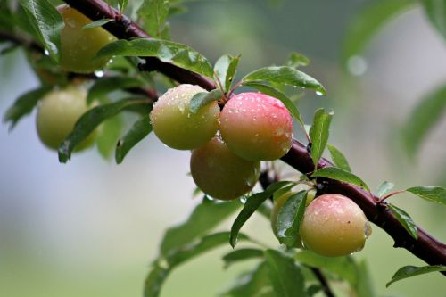 wild plums plum