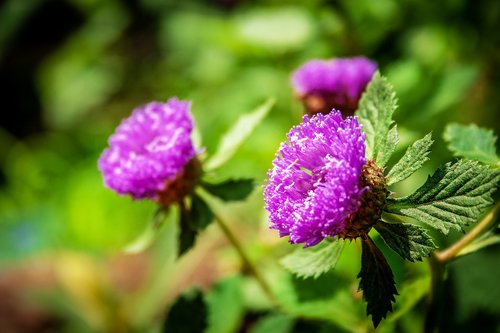 wild  violet  plant