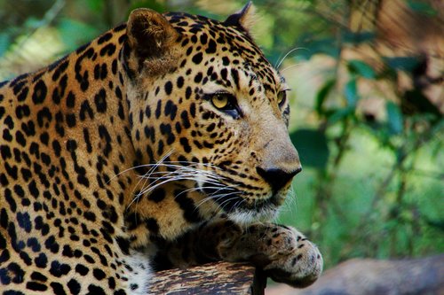 wild  animal  leopard