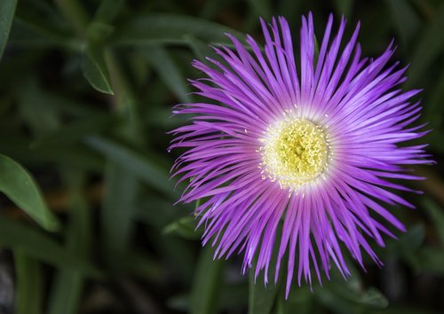 wild  flower  nature