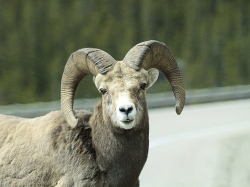 wild  bighorn sheep  animal