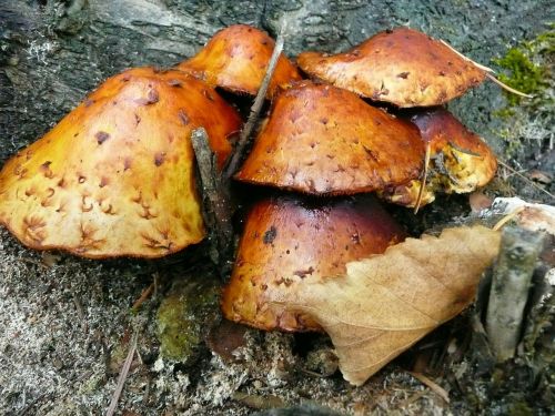 wild mushrooms tree