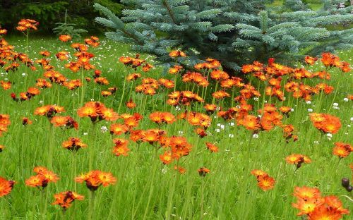 wild flowers meadow