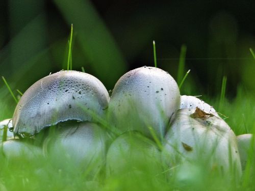 wild mushroom nature