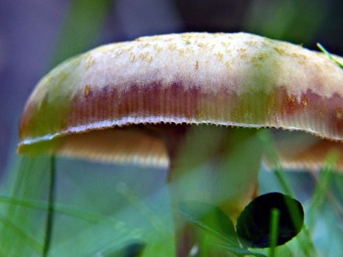 wild mushroom nature