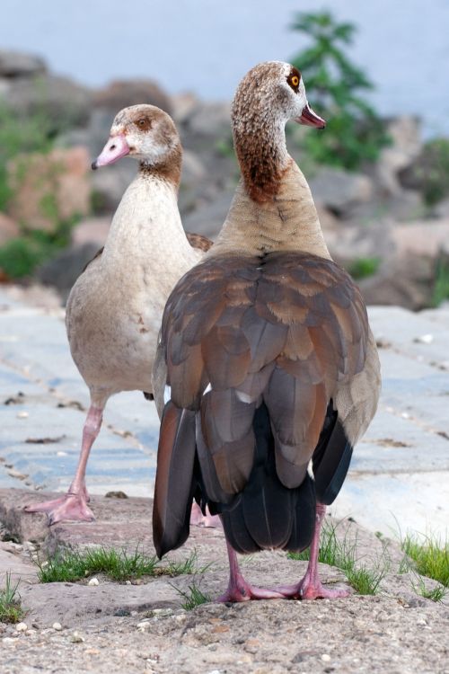 wild nilgans widgans