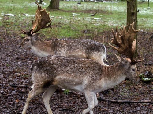 wild fallow deer red deer