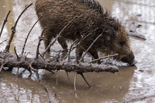 wild wild boars forest