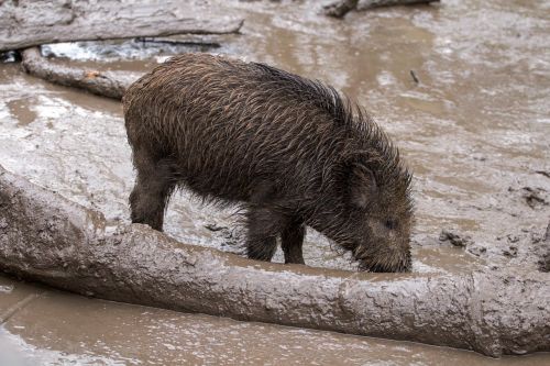 wild wild boars forest