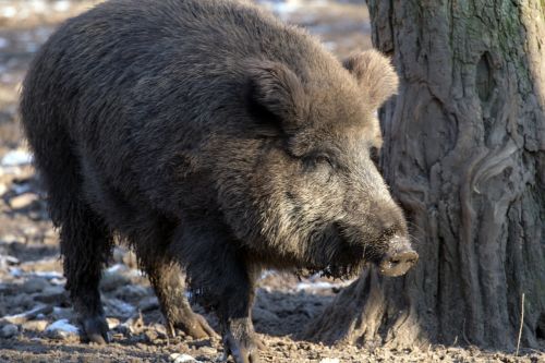 wild wild boars forest