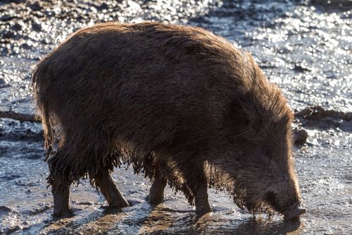 wild wild boars forest